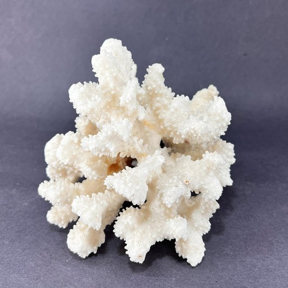 Natural White Coral Brown Stem Cluster Nautical Coastal Aquarium Decor 7" x 5" - Picture 8 of 13